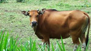 KARAKTERISTIK SAPI BALI KARAKTERISTIK SAPI BALI